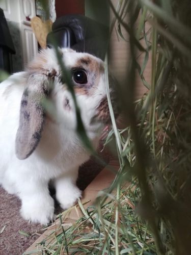 Customer photo review of Meadow Hay Box
