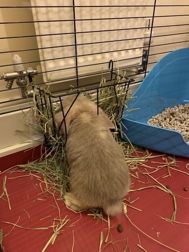 Customer photo review of Timothy Hay Box