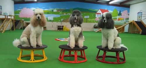 pier one papasan base