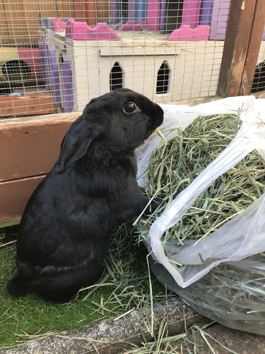 Customer photo review of Timothy Hay Box