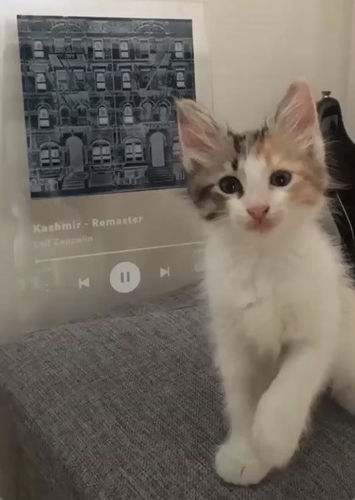 Customer photo review of PRINTEDIFY™ Custom Music Plaque