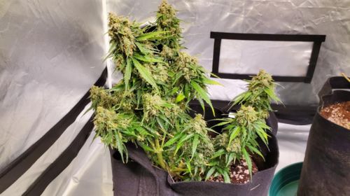 Customer photo review of Sayhon LED Grow Light 1000W Dimmable Grow Lamp with OSRAM Chips & UL Listed Driver Full Spectrum Plants Lights for Indoor Veg and Flower Growing Light Fixtrues 296 LEDs SH1000