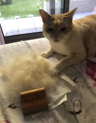 Customer photo review of Brosse Anti-Poils Chien, Chat, Cheval, Lapin | Original | Pilpoil®