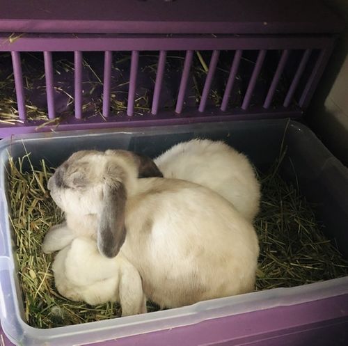 Customer photo review of 50/50 Hay Box