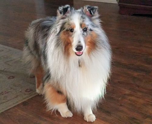 reviews on petgentle