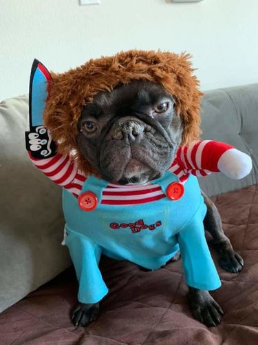 frenchie dressed as chucky