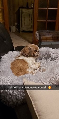 Customer photo review of Lit Apaisant Comfy® |  Pour Chien et Chat