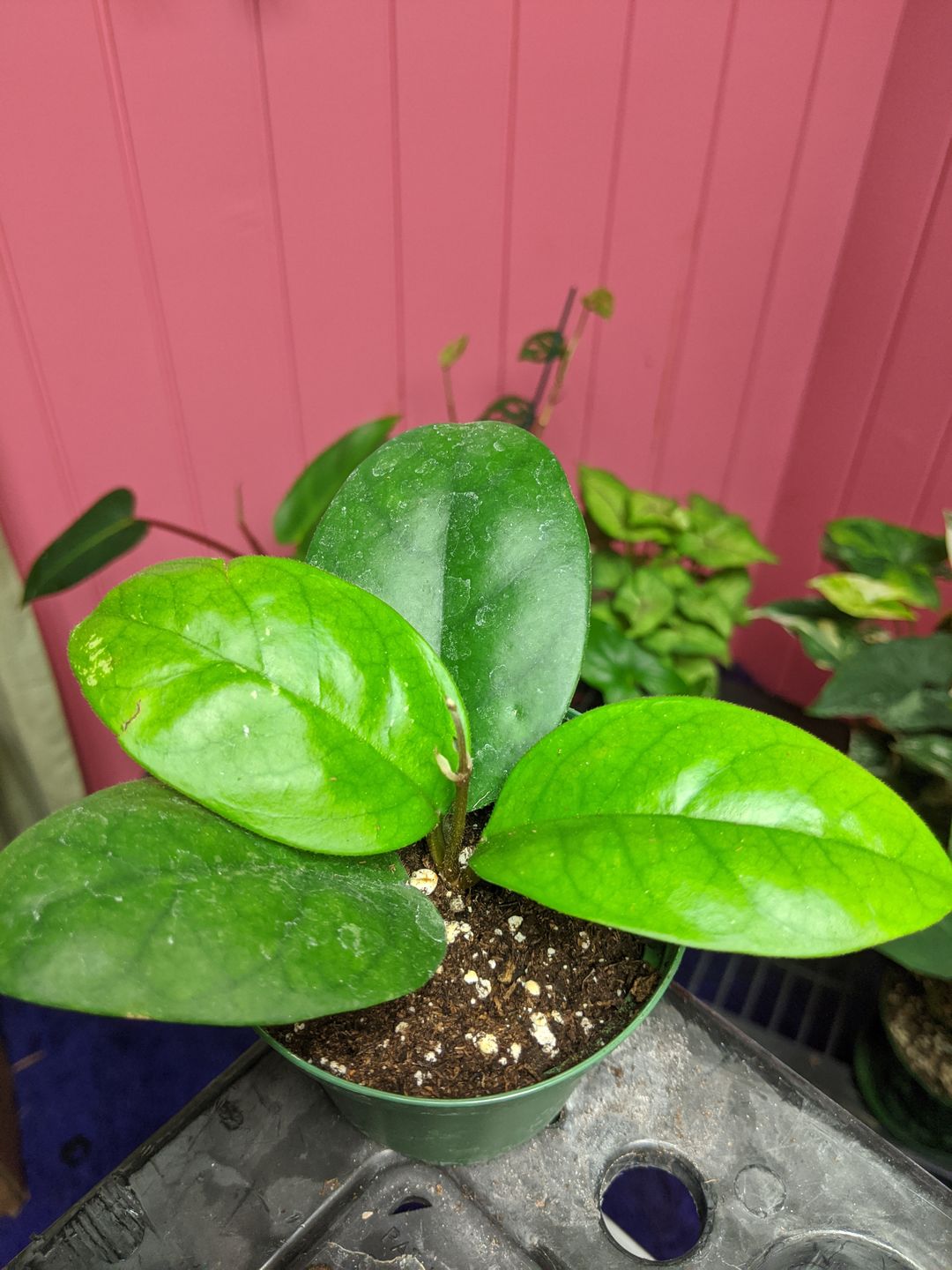 Customer photo review of 3" Hoya Fungii