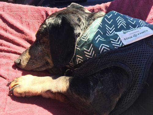 Customer photo review of Matching Bandana & Facemask Bundle