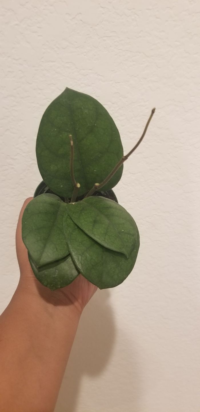 Customer photo review of 3" Hoya Fungii