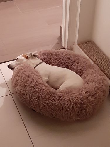 Customer photo review of Lit Apaisant Comfy® |  Pour Chien et Chat