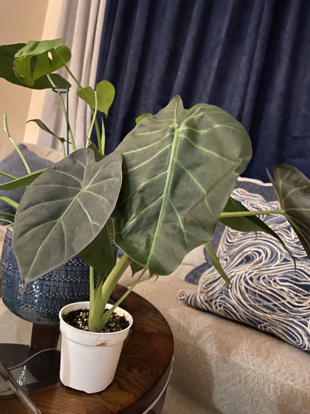 Customer photo review of 4" Alocasia Regal Shield