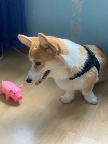 Customer photo review of Nylon Heavy Duty Dog Pet Harness Collar Adjustable Padded Extra Big Large Medium Small Dog Harnesses vest Husky Dogs Supplies