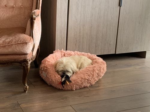 Customer photo review of Lit Apaisant Comfy® |  Pour Chien et Chat