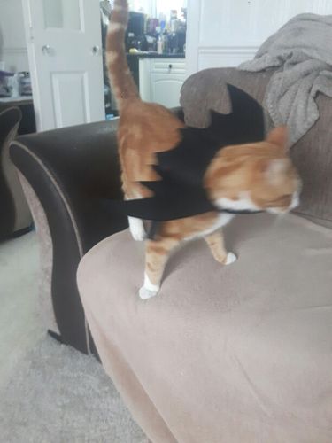Customer photo review of Halloween pet bat wings cat costume Pets costume wear Halloween day