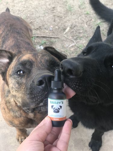 Customer photo review of Bailey's Full Spectrum Hemp Oil For Dogs w/ 300MG Naturally Occurring CBD