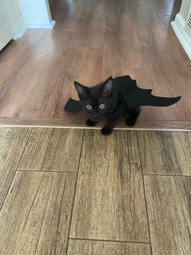 Customer photo review of Halloween pet bat wings cat costume Pets costume wear Halloween day