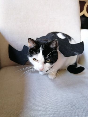 Customer photo review of Halloween pet bat wings cat costume Pets costume wear Halloween day