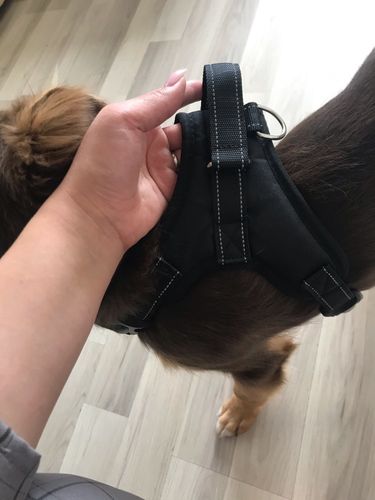 Customer photo review of Nylon Heavy Duty Dog Pet Harness Collar Adjustable Padded Extra Big Large Medium Small Dog Harnesses vest Husky Dogs Supplies
