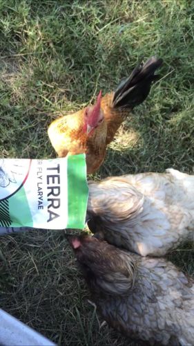 Customer photo review of GrubTerra Dried Larvae