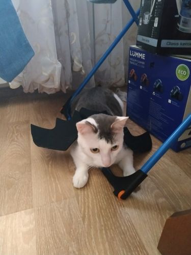 Customer photo review of Halloween pet bat wings cat costume Pets costume wear Halloween day
