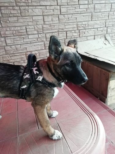 Customer photo review of Nylon Heavy Duty Dog Pet Harness Collar Adjustable Padded Extra Big Large Medium Small Dog Harnesses vest Husky Dogs Supplies