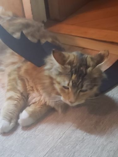 Customer photo review of Halloween pet bat wings cat costume Pets costume wear Halloween day