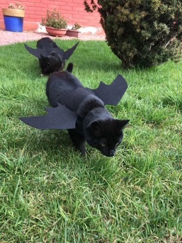 Customer photo review of Halloween pet bat wings cat costume Pets costume wear Halloween day