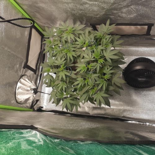 Customer photo review of Sayhon LED Grow Light 2000W Dimmable Grow Lamp with OSRAM Chips & UL Listed Driver Full Spectrum Plants Lights for Indoor Veg and Flower Growing Light Fixtrues 592 LEDs SH2000