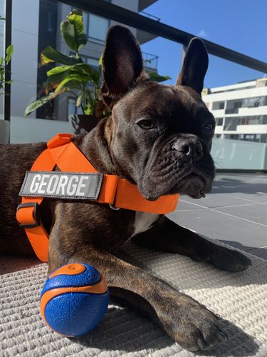 Customer photo review of DF Co. Hi-Vis Orange Dog Harness