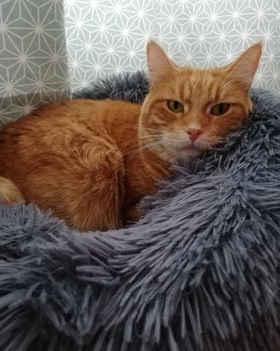 Customer photo review of Lit Apaisant Comfy® |  Pour Chien et Chat