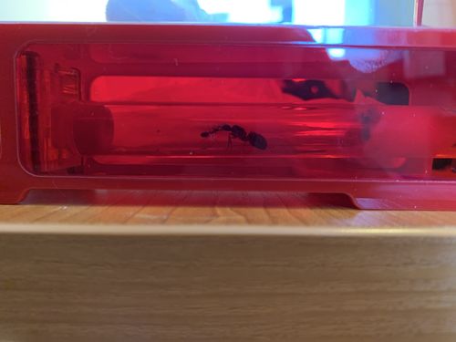 Customer photo review of AntKit AntHome Plus Bundle