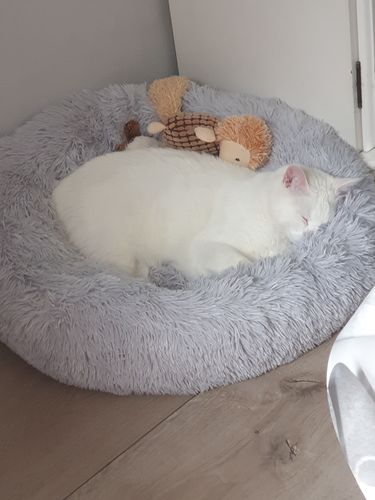 Customer photo review of Lit Apaisant Comfy® |  Pour Chien et Chat