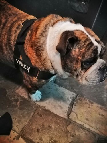 Customer photo review of Signature Kit