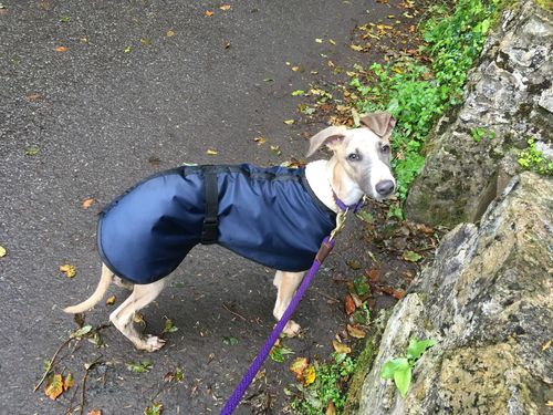 Customer photo review of Whippet Rain Coat with Reflective Option