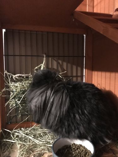 Customer photo review of Timothy Hay Box