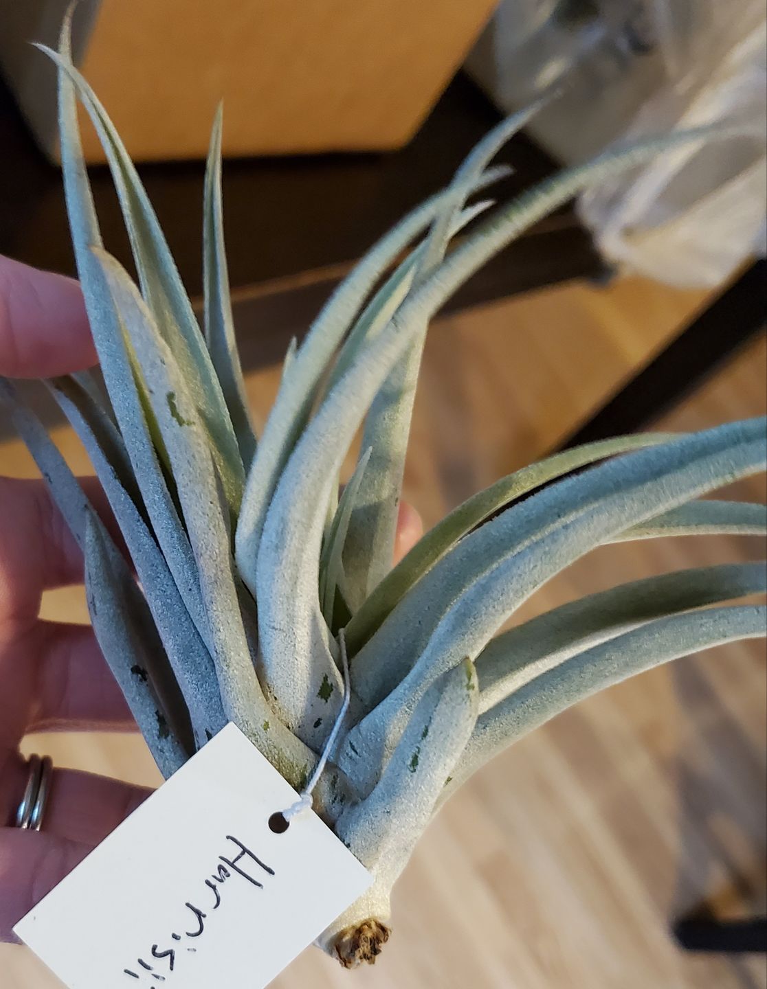 Customer photo review of Harrisii  (Easy Care Plant)  *Cannot Be Shipped Internationally*
