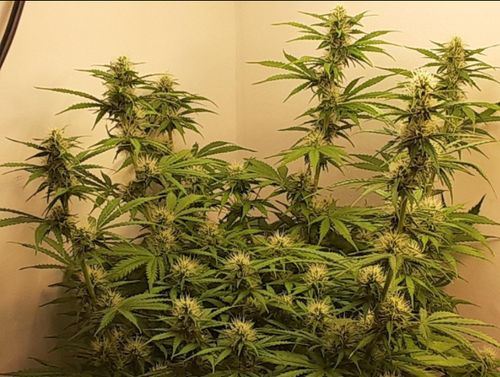 Customer photo review of Sayhon LED Grow Light 2000W Dimmable Grow Lamp with OSRAM Chips & UL Listed Driver Full Spectrum Plants Lights for Indoor Veg and Flower Growing Light Fixtrues 592 LEDs SH2000