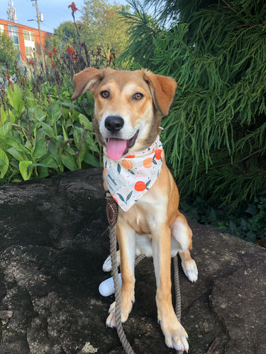 Customer photo review of Matching Bandana & Facemask Bundle