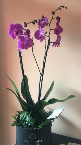 Customer photo review of Caja de Doble Orquídea Lila RN