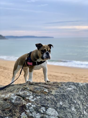 Customer photo review of DF Co. Black Bungee Dog Leash