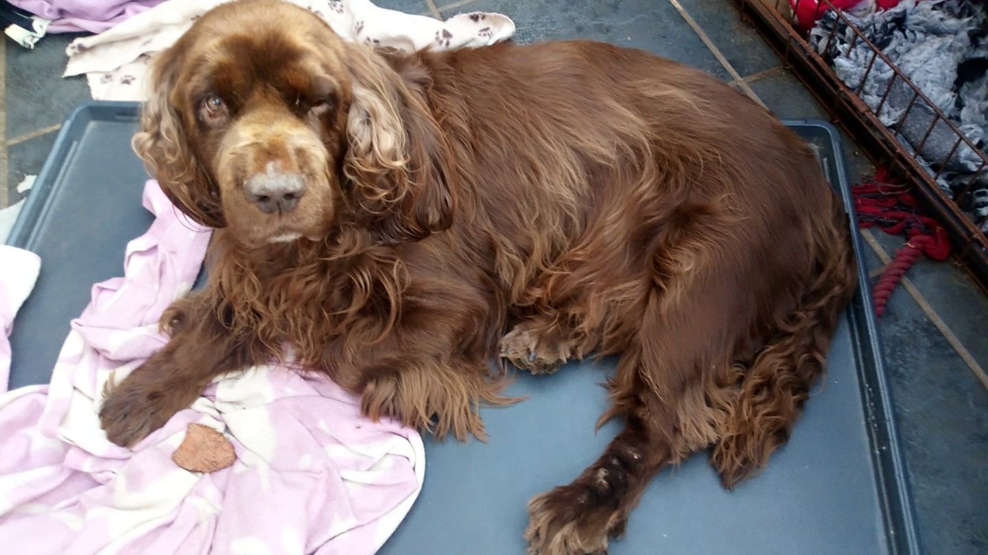 Customer photo review of Dog Shampoo