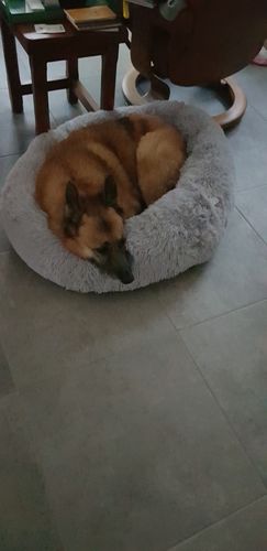 Customer photo review of Lit Apaisant Comfy® |  Pour Chien et Chat