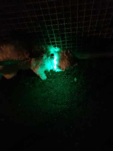 Customer photo review of LED Hunde Leuchtband  Grün 20- 70cm Hundehalsband