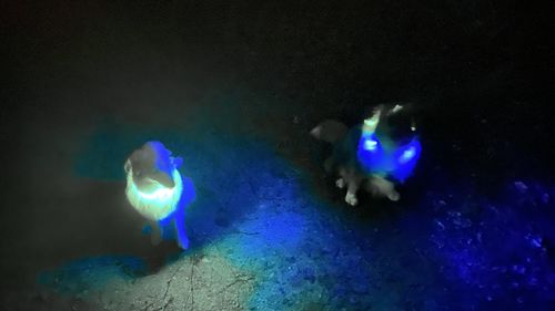 Customer photo review of LED Hunde Leuchtband  Grün 20- 70cm Hundehalsband
