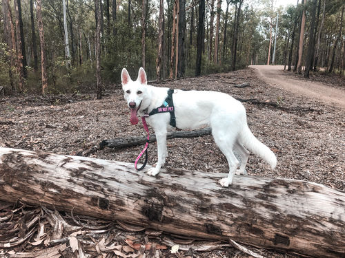 Customer photo review of Dog Friendly Co. Harness