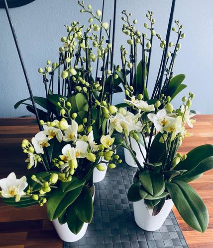 Customer photo review of Lausanne Orchideen 2er Paket + Übertöpfe