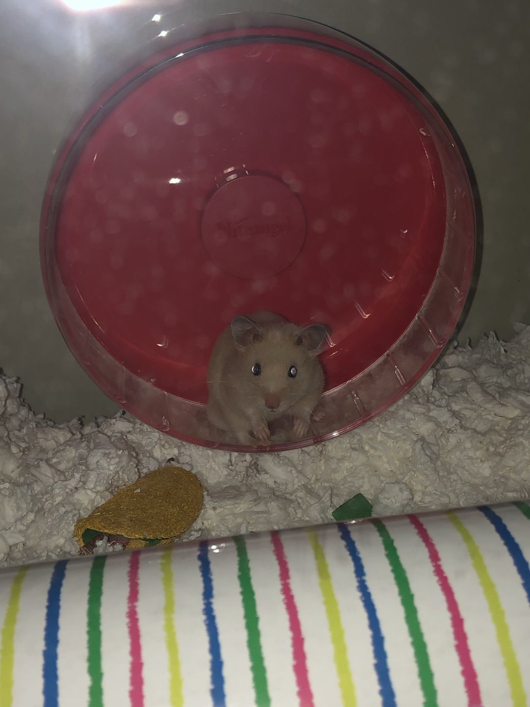 Customer photo review of Niteangel Super-Silent Hamster Exercise Wheels - 8.2 inches