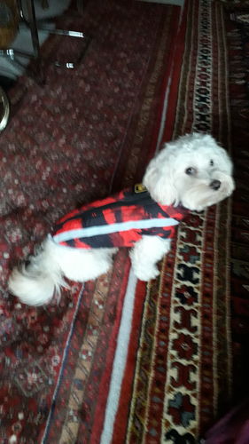 Customer photo review of Pfotenlove - Premium Hundewintermantel - Design Yellow Edition