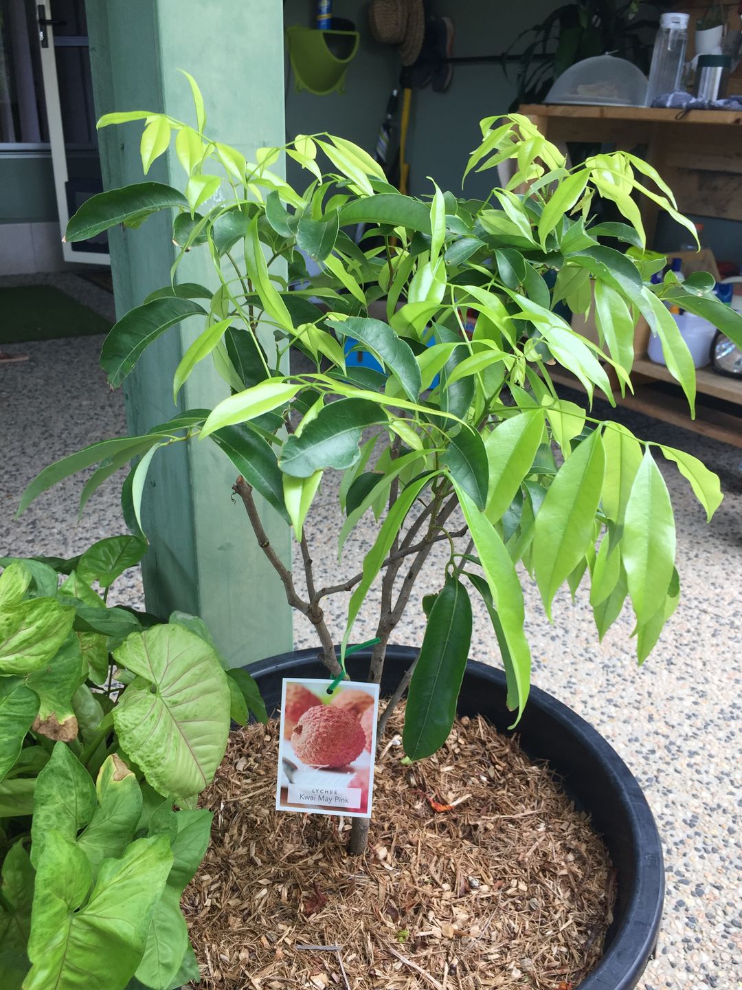 Customer photo review of Semi Dwarf Lychee - Kwai Mai Pink